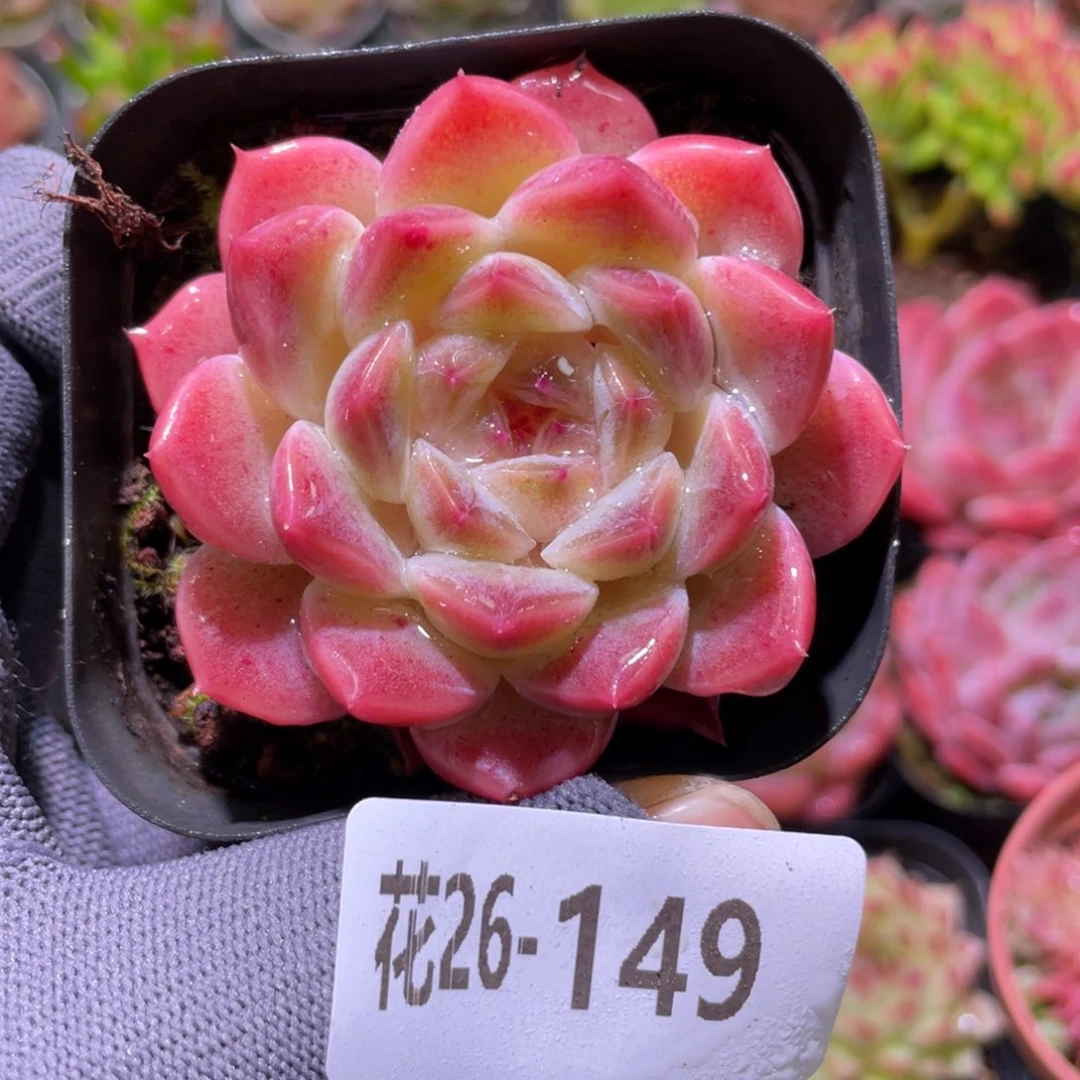 花利美26-149秘境冰魄