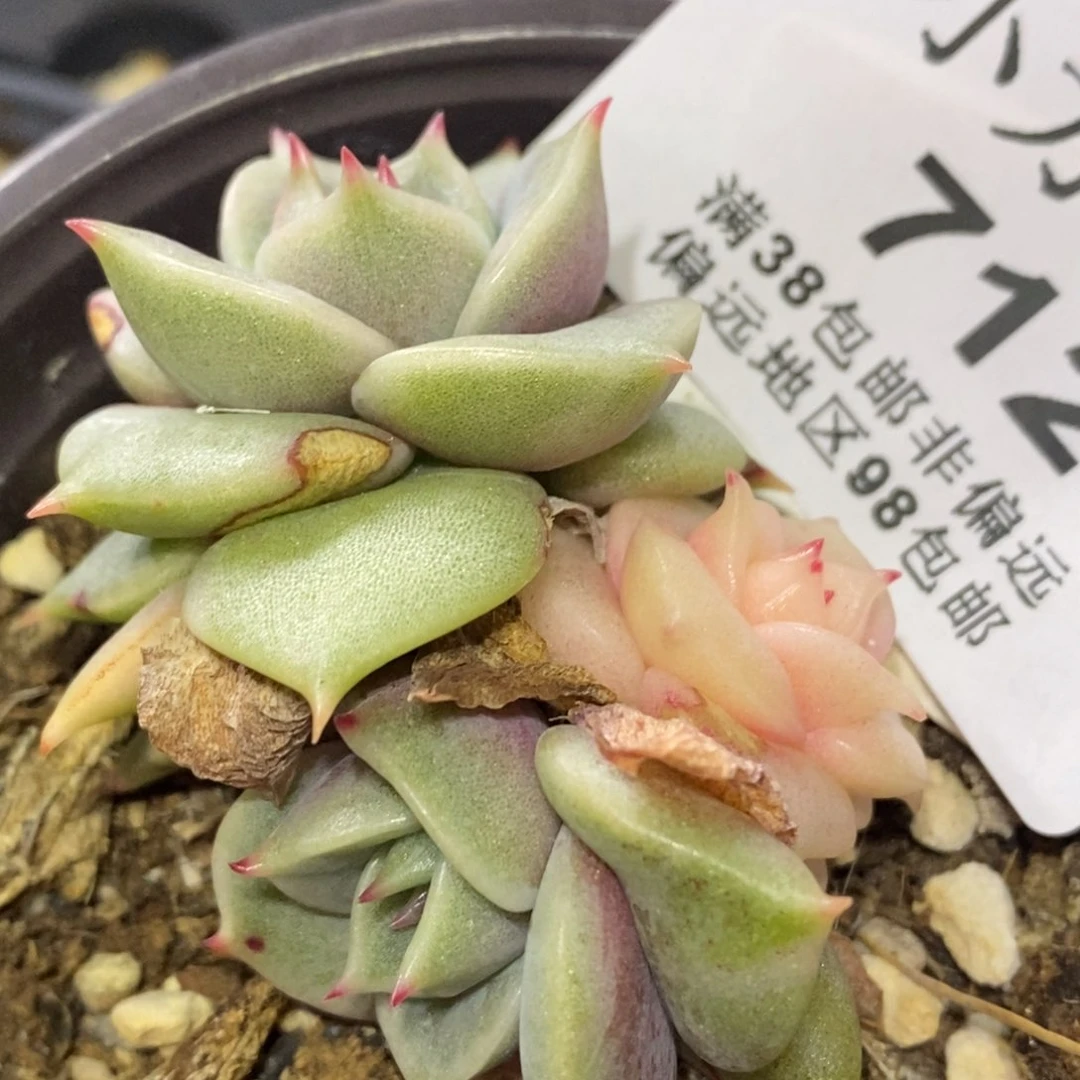 712贝加尔湖锦三头