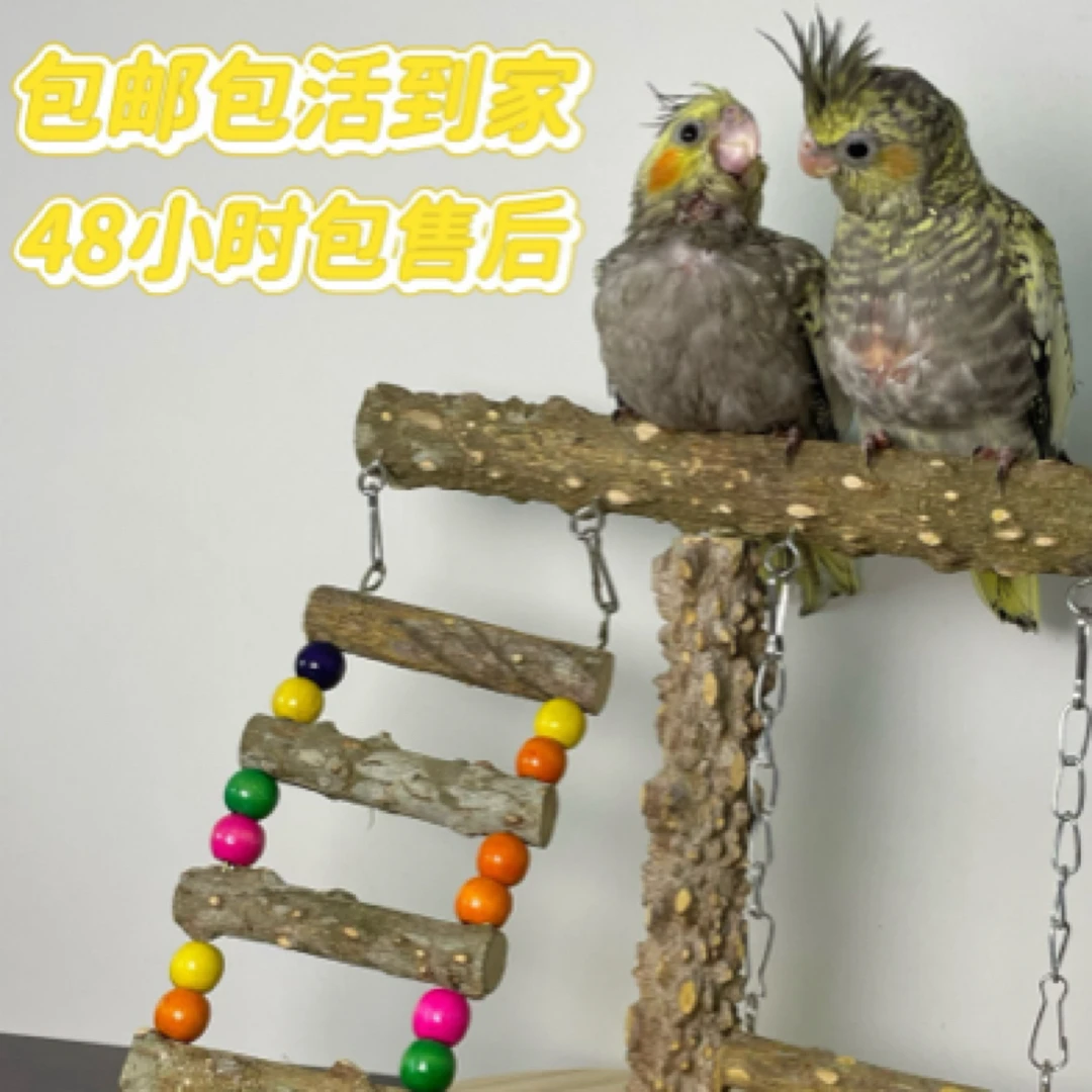 手养玄风鹦鹉直播一物一拍