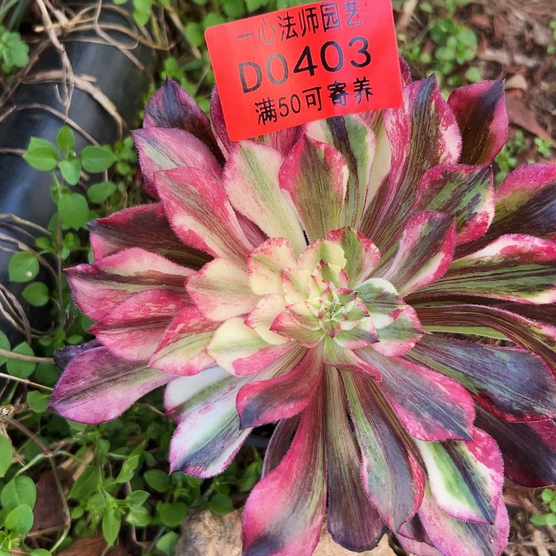 0403多肉植物同花顺