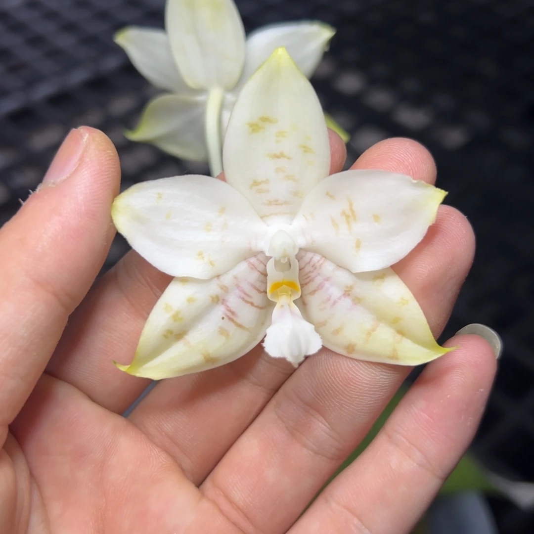 完全开放l123八寸ys1186