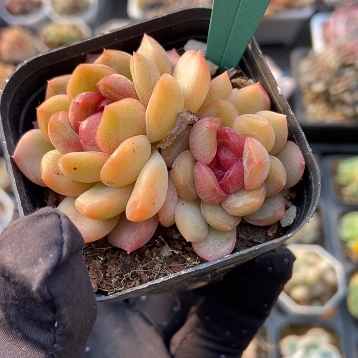 7226琴心多肉植物