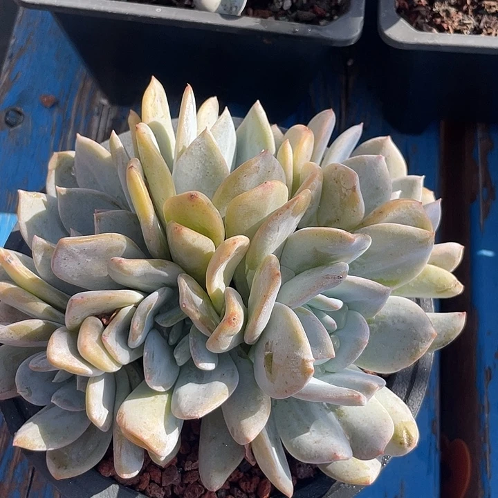 雪特多肉植物老桩
