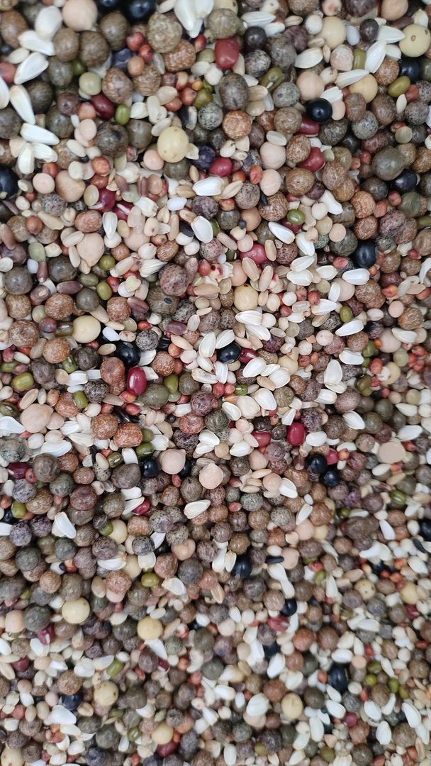 首佳上品经典幼鸽粮赛鸽粮幼鸽喷窝粮