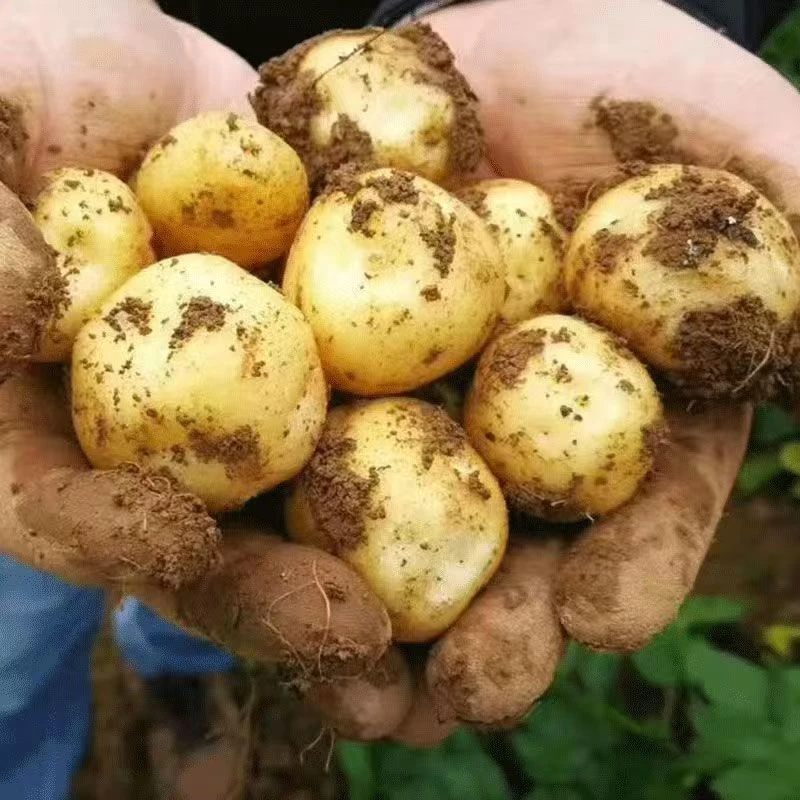 顺丰包邮正宗恩施小土豆新鲜现挖沙面粉糯马铃薯洋芋大果黄心土豆