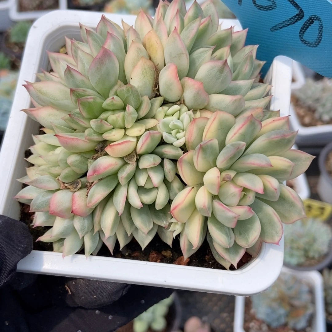 070女雏锦多肉植物保护