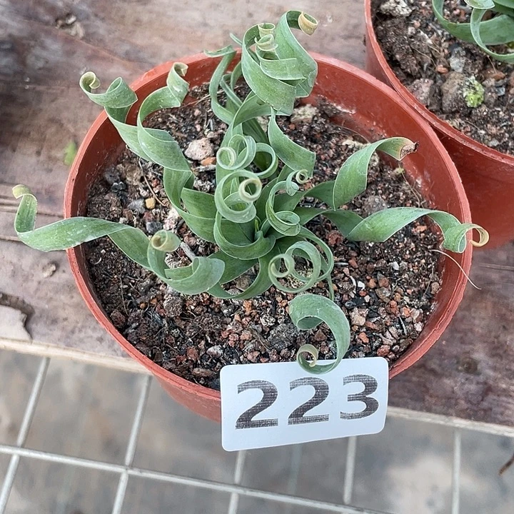223宽叶弹簧草块根