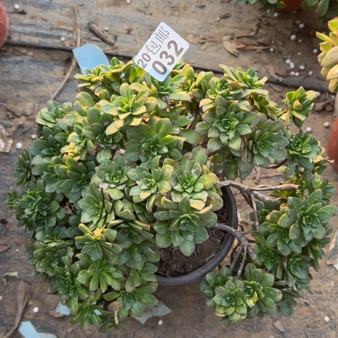 花茶阴阳032满20包邮断枝不包瑕疵