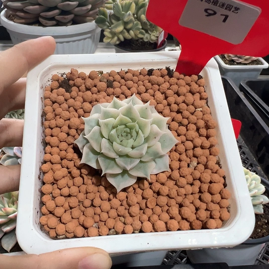 91号海琳娜锦多肉植物