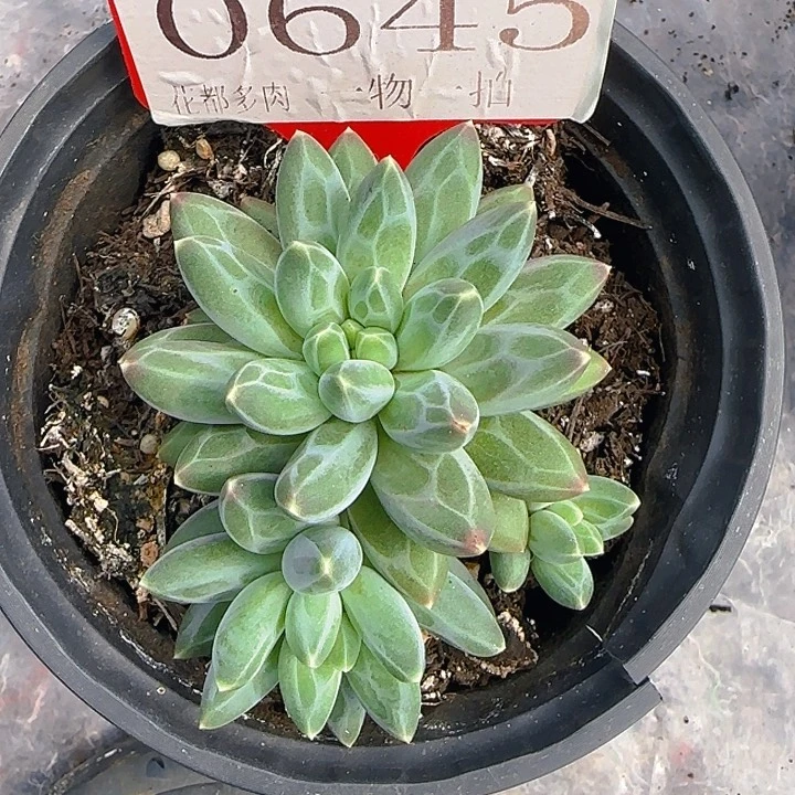 伊卡鲁斯645多肉植物