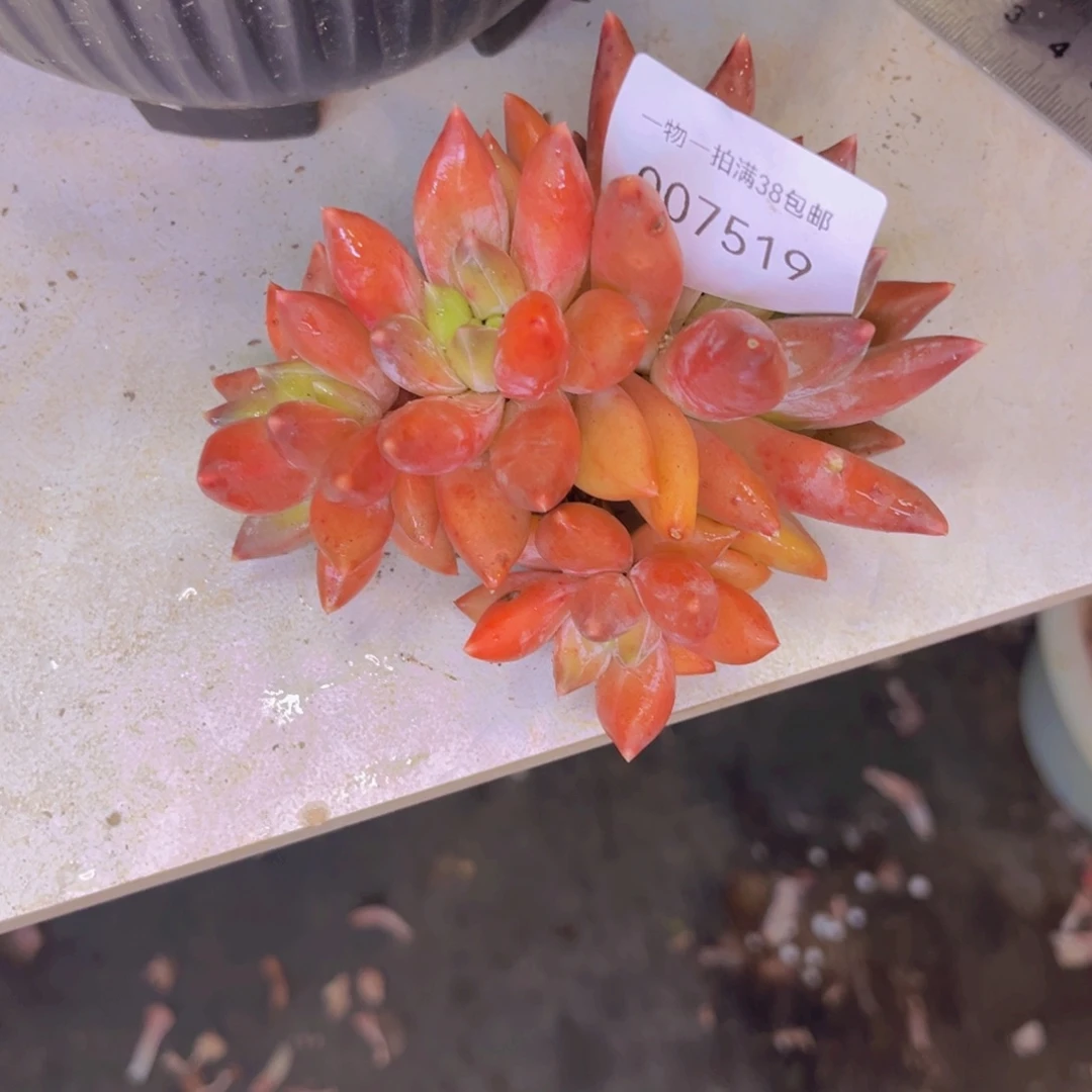 多肉一物一拍7519