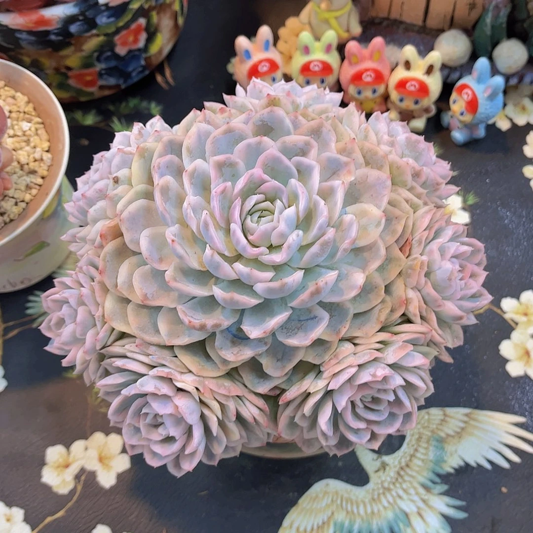韩版雪球锦捧花多肉