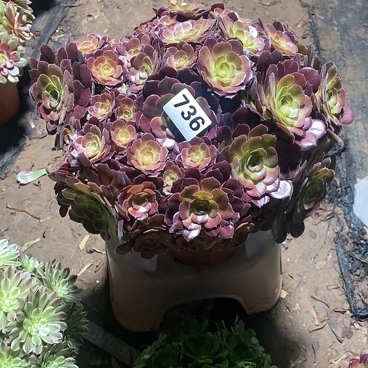 拉**年法师植物一物一拍736