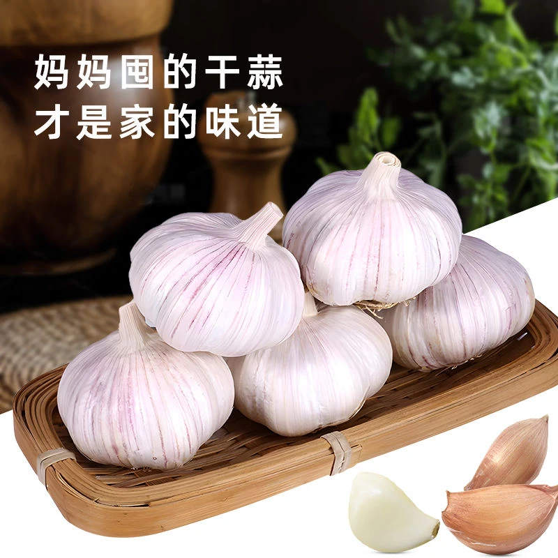 河南农家自种紫皮大蒜新鲜可腌可种产地直供5斤装可腌腊八蒜可种