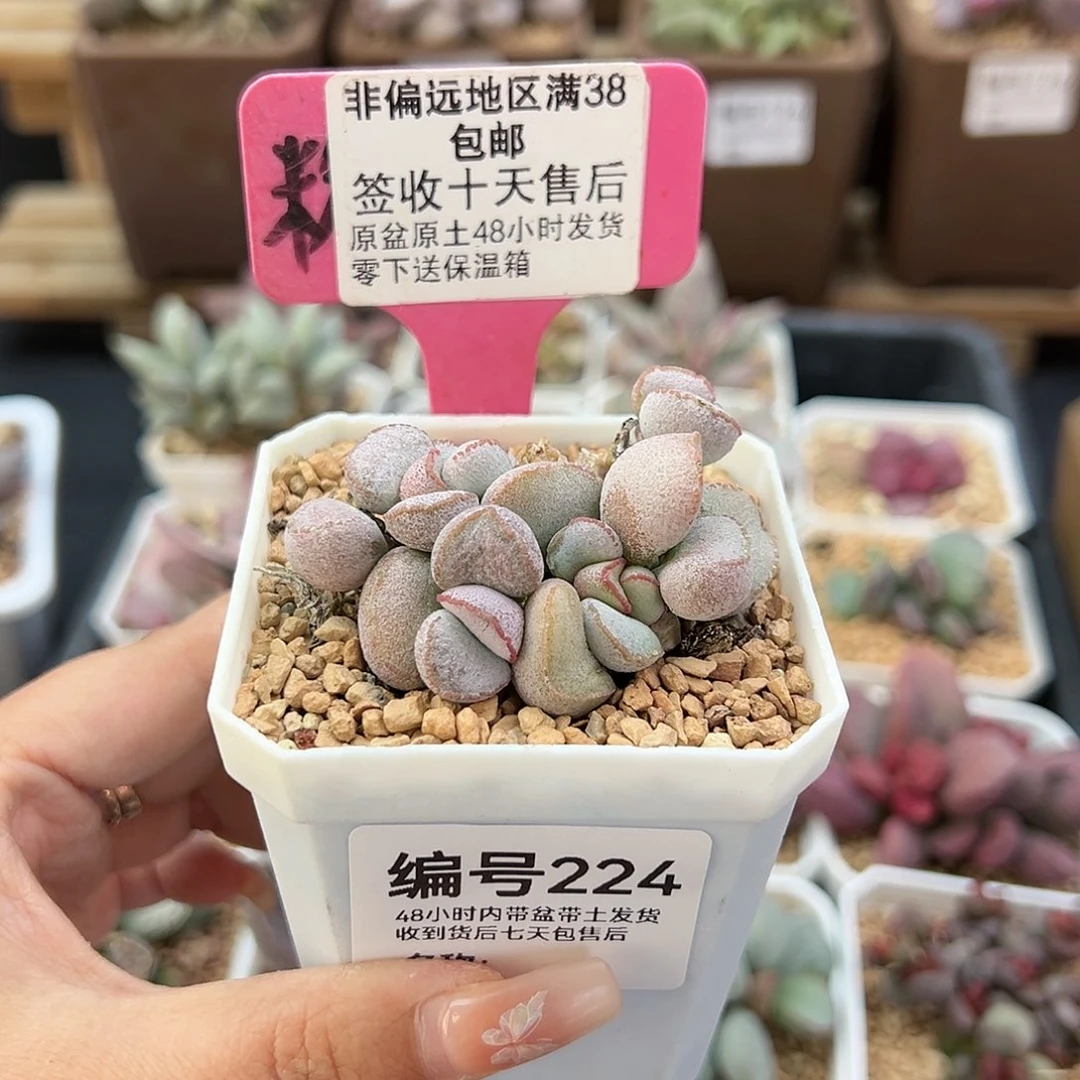 224硬叶白蛋多肉植物