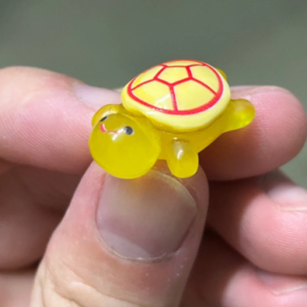 （头次）人工繁殖观赏宠物小乌龟凶猛小乌龟