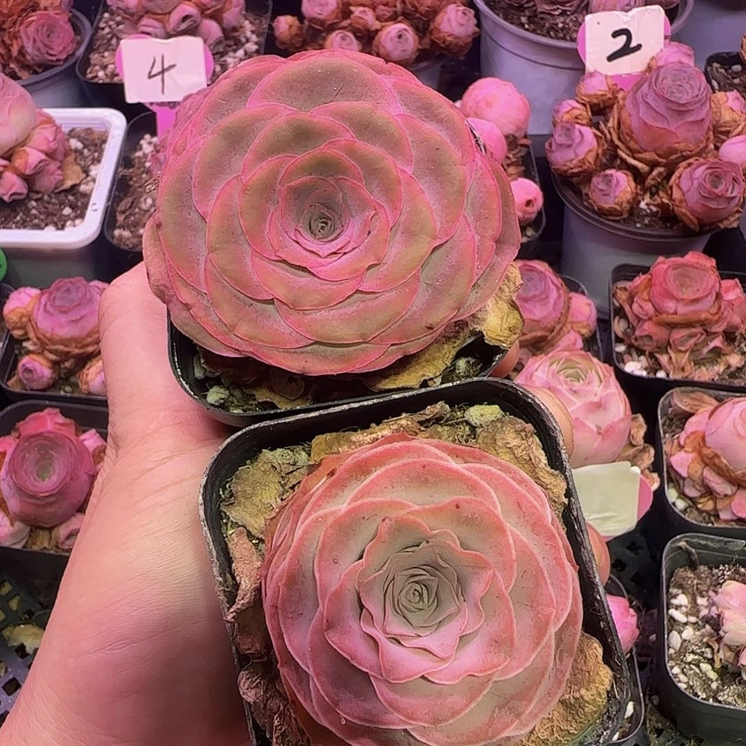 两棵 非偏远包邮玻璃心慎拍