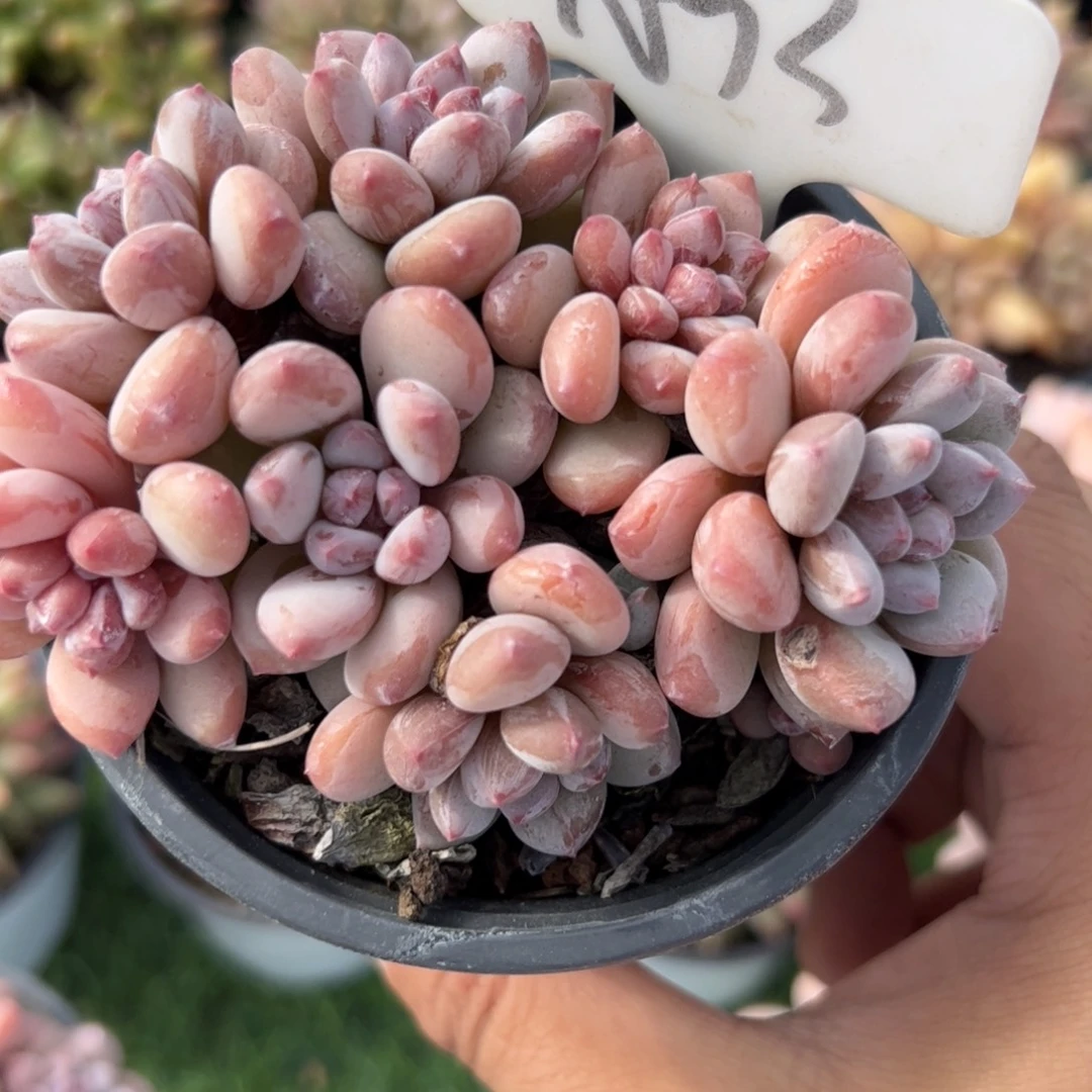 香水美人多肉植物