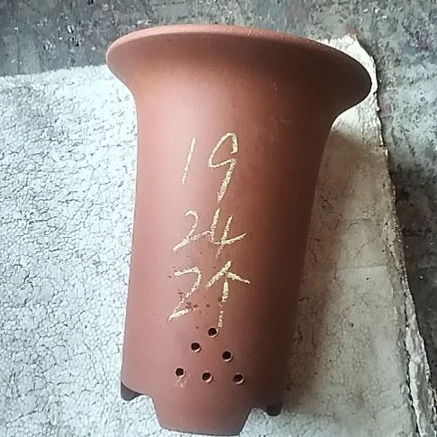 大红兰花两个花盆