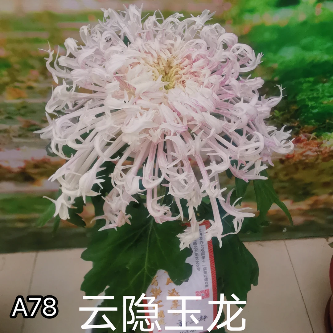 三军菊花/天门系列/A78云隐玉龙（xx551）/菊花苗/九月菊秋天开花
