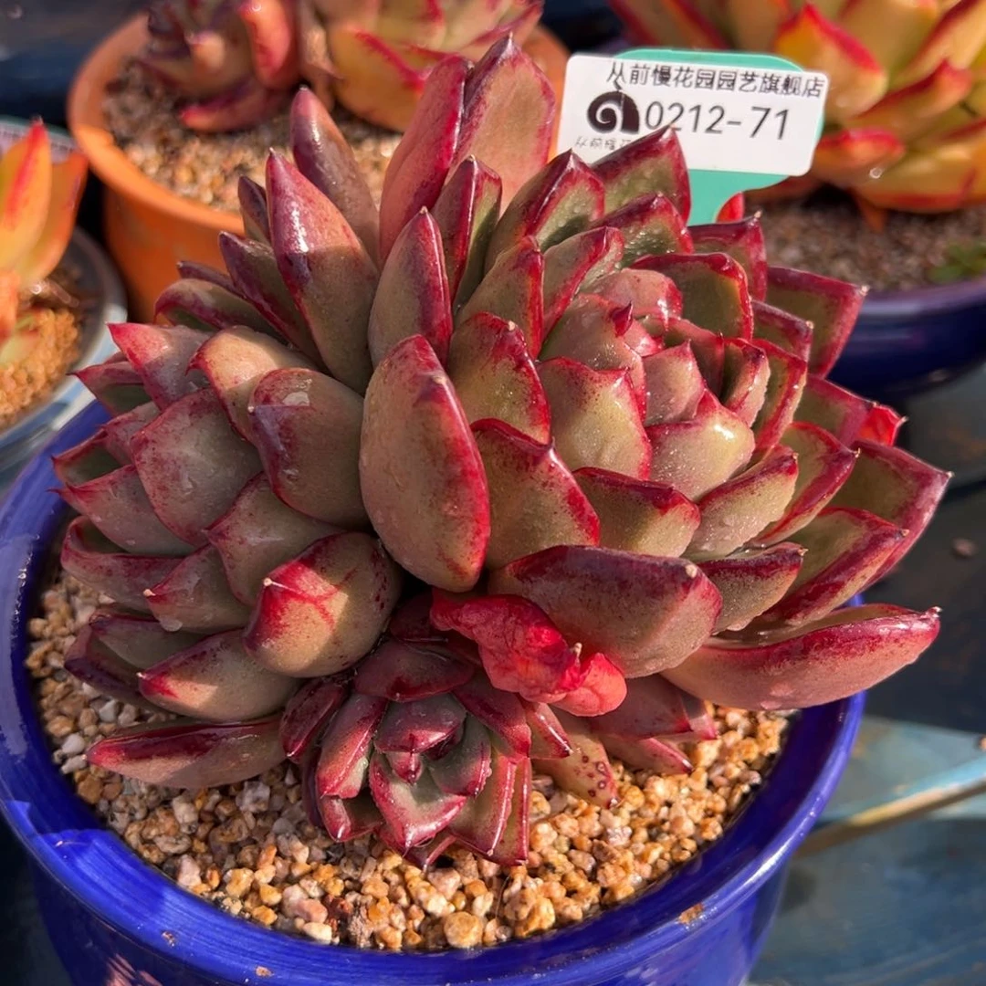 从前慢多肉精选编号0212.71