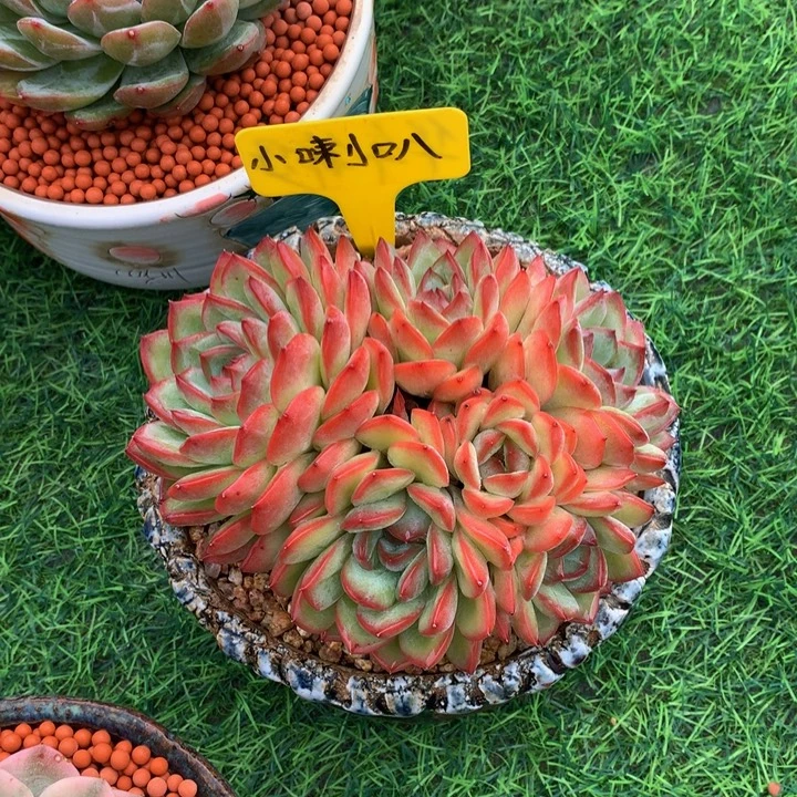 恩***宝带盆血叶王子多肉植物