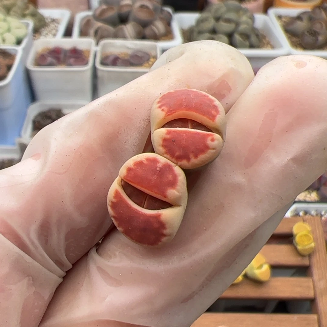 【****】0141号top red 多肉植物