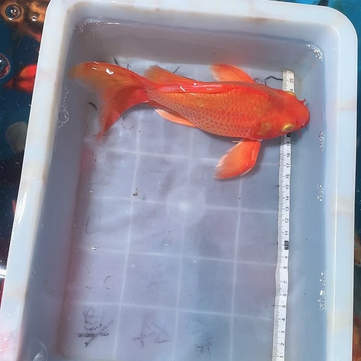蝴蝶鲤鱼渔场直发115
