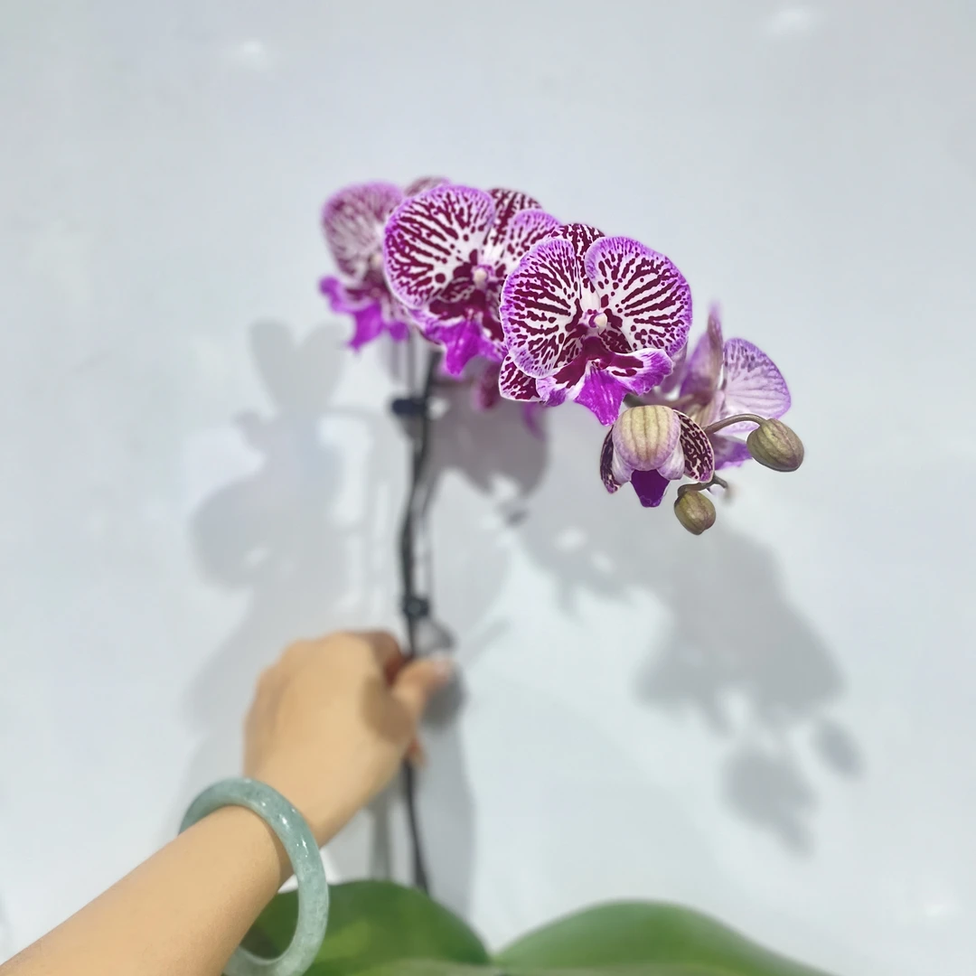 【法国斑】室内 蝴蝶兰花 盆栽开花株 四季好养护绿植叶片 五颗带盆