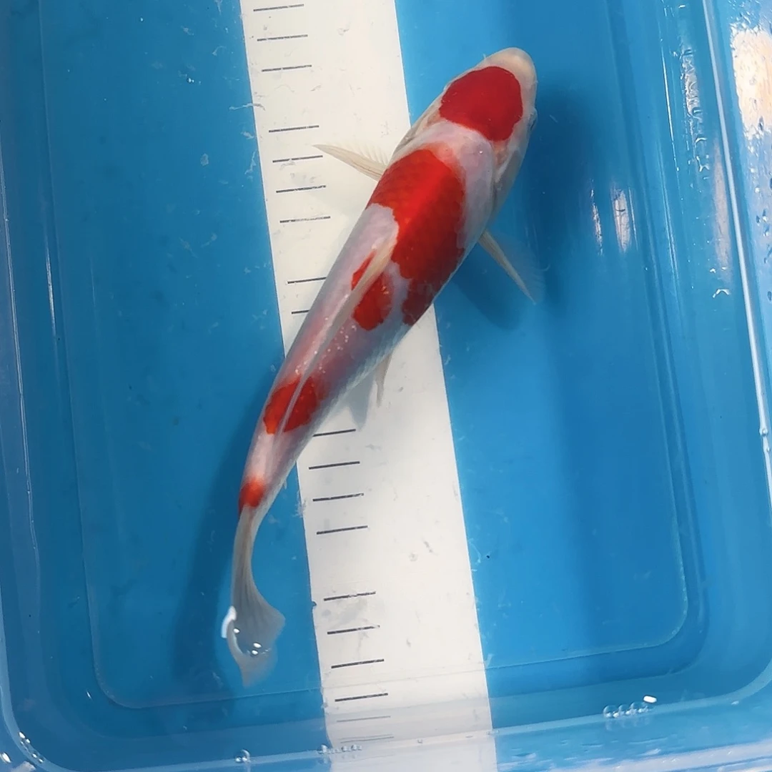 渔悦锦鲤三选红白一尾