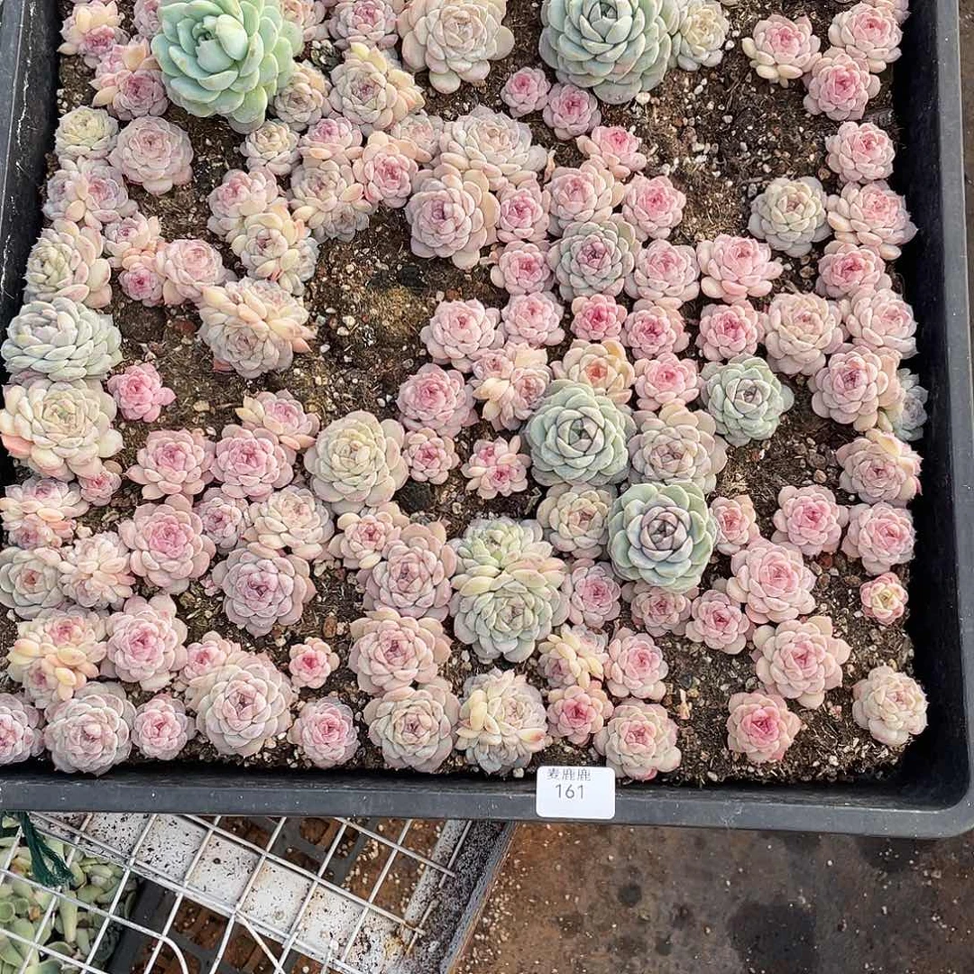 秋***歌161。  定。