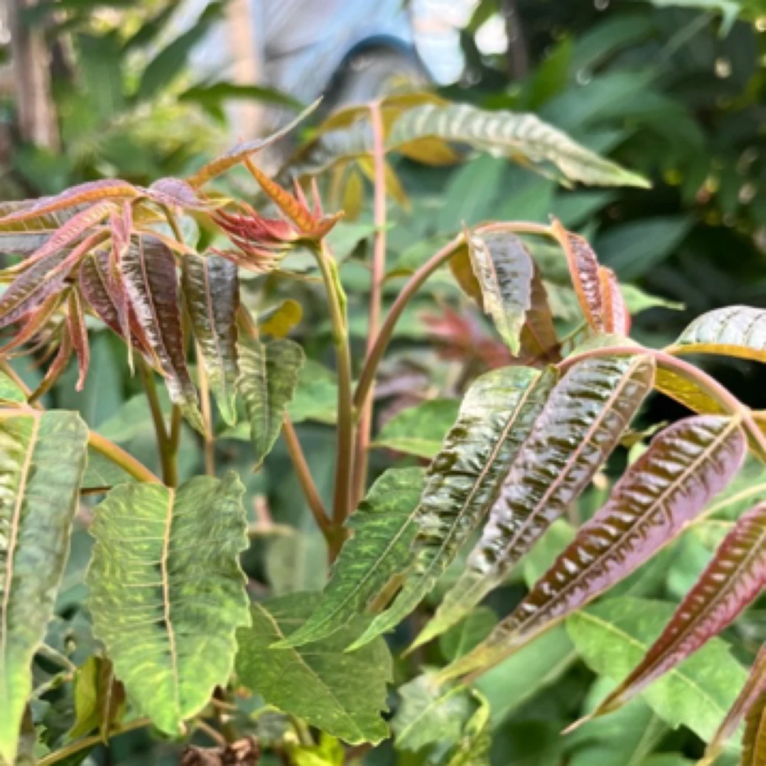 【锦宝生鲜】天津本地香椿芽 250g（半斤）装 顺丰包邮新鲜香椿芽