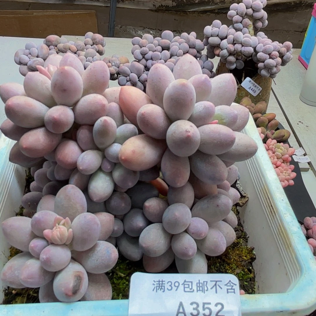 352/12cm汤圆奶酪多肉