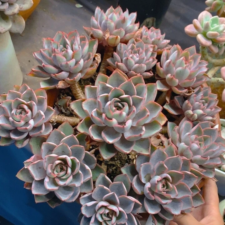 夏悦多肉 0226-120赫拉