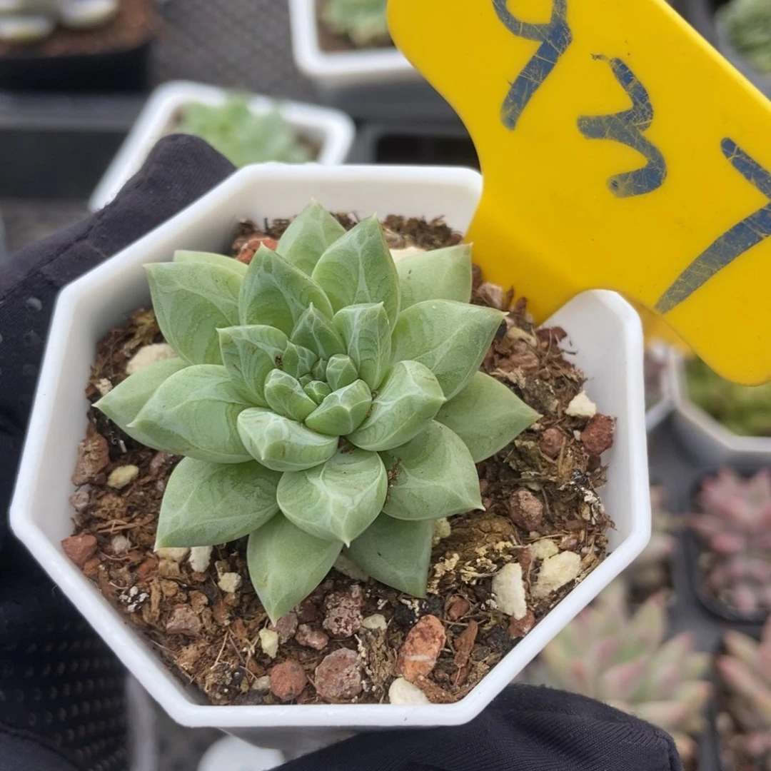 937雨花石多肉植物保护