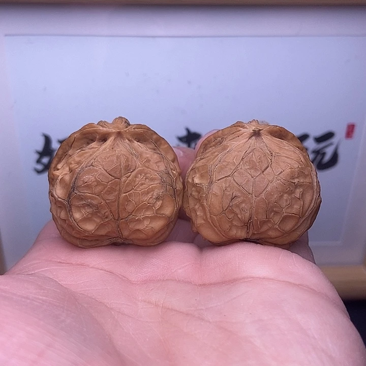 核桃小尺寸小飞蛇