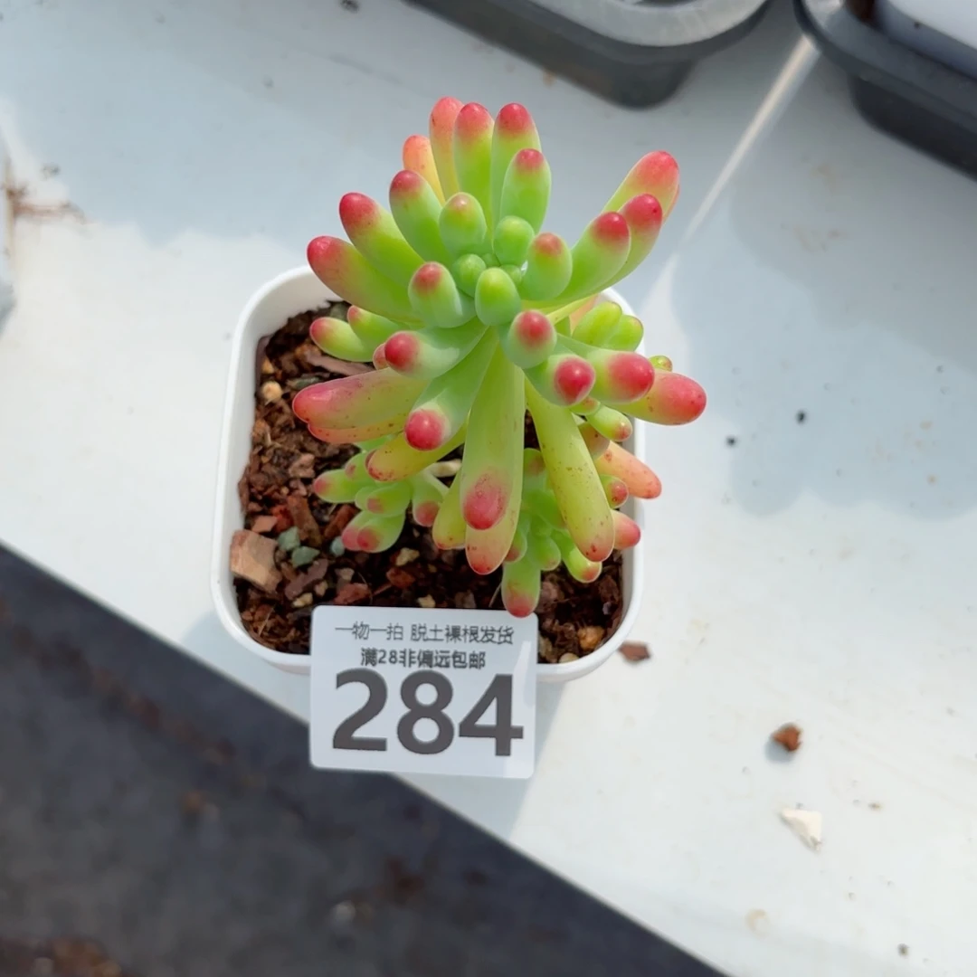 果冻乙女心无盆土发货