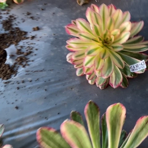 小*皮817v锦锦满25包邮多肉