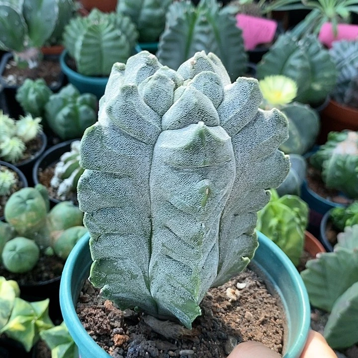 花花草草花花草草