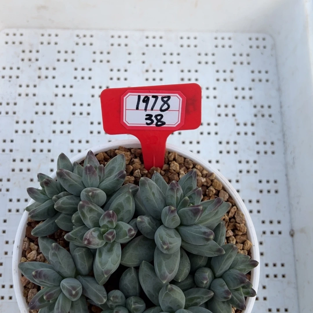 1978 38。