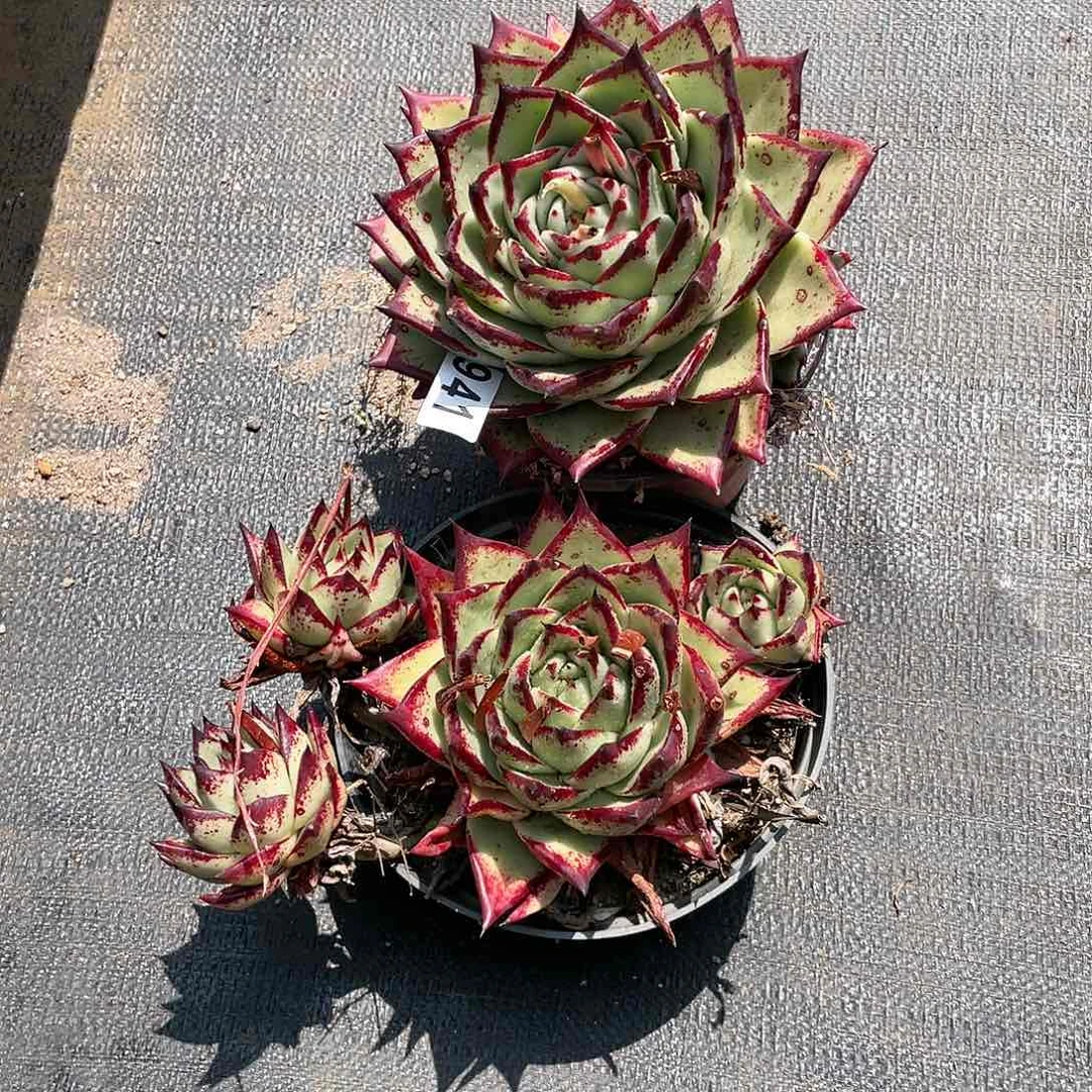 东云组拍941（新疆、西藏、内蒙不发货）