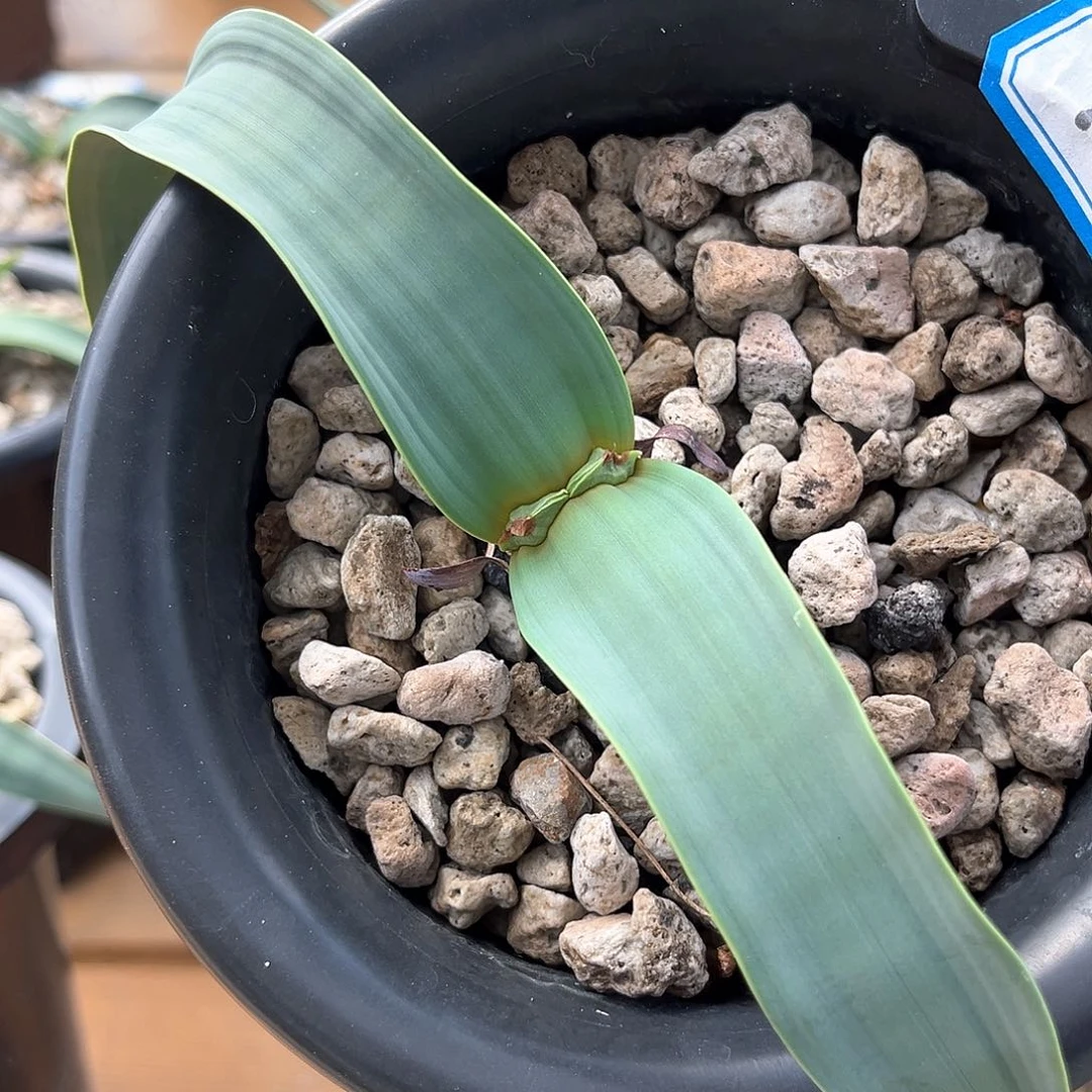 潮流植物 百岁兰 12