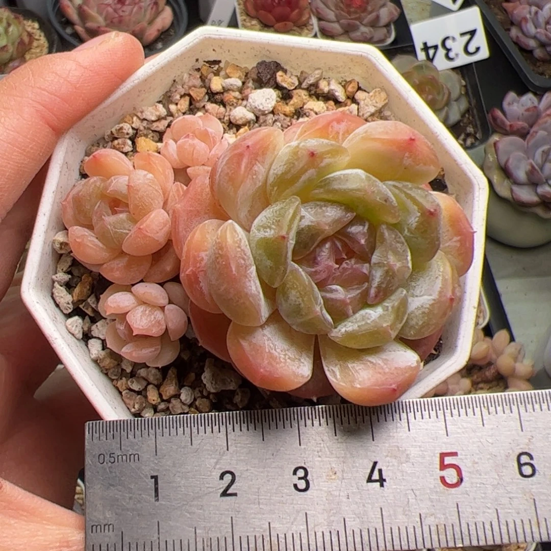 250 多肉植物组合盆栽