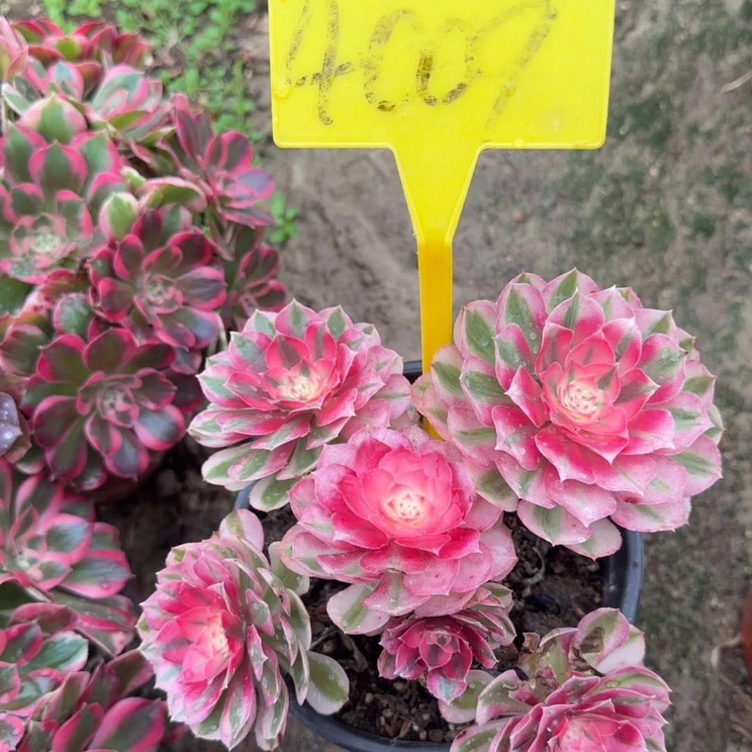 少***兄4009---倾城多头多肉