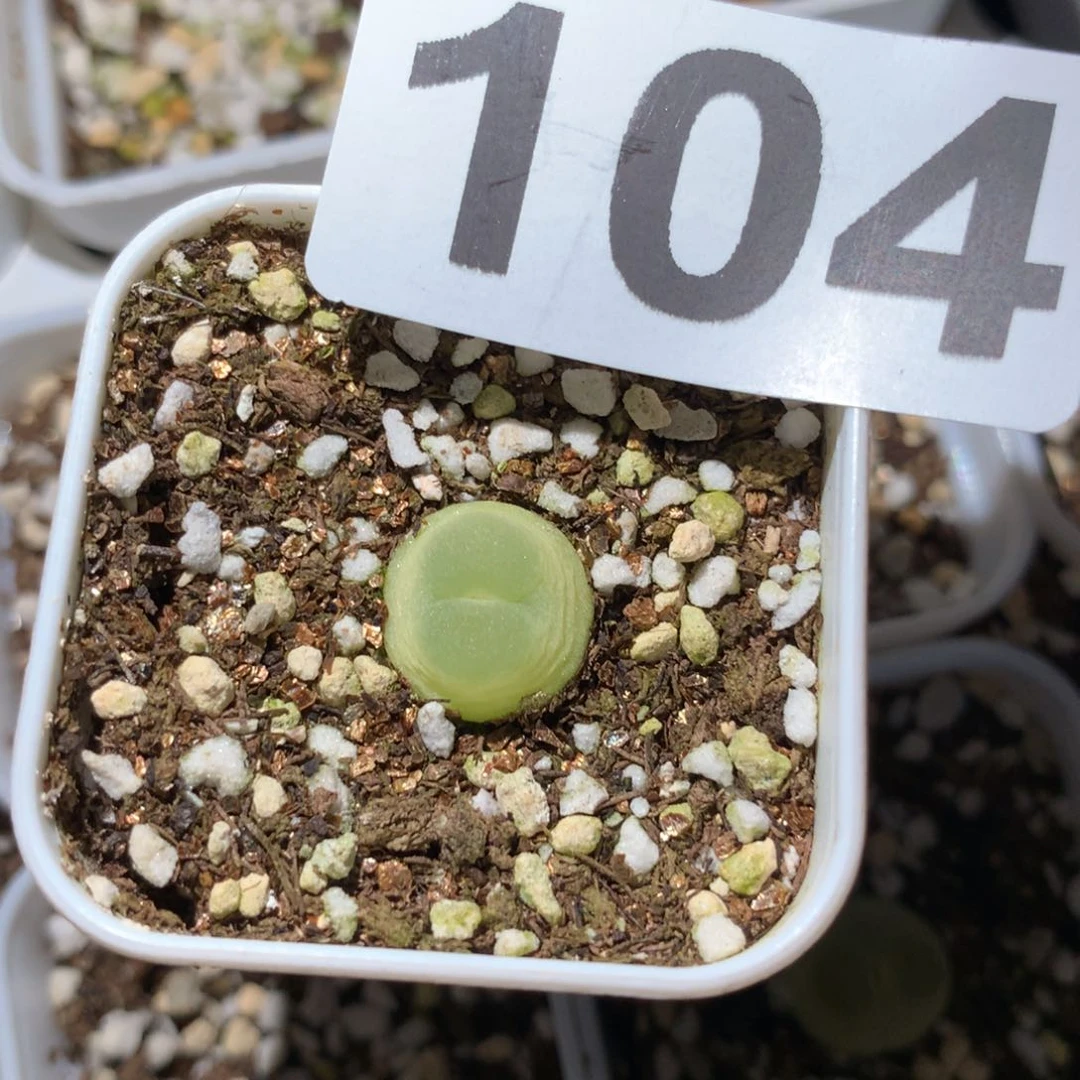 104紫皮拉登一颗