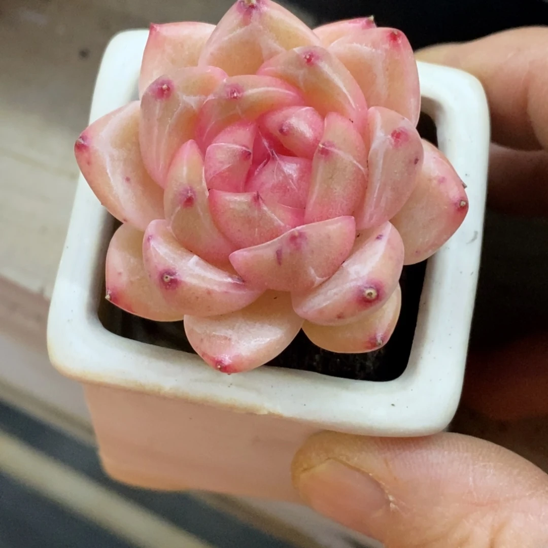 精品多肉一物拍不包整465