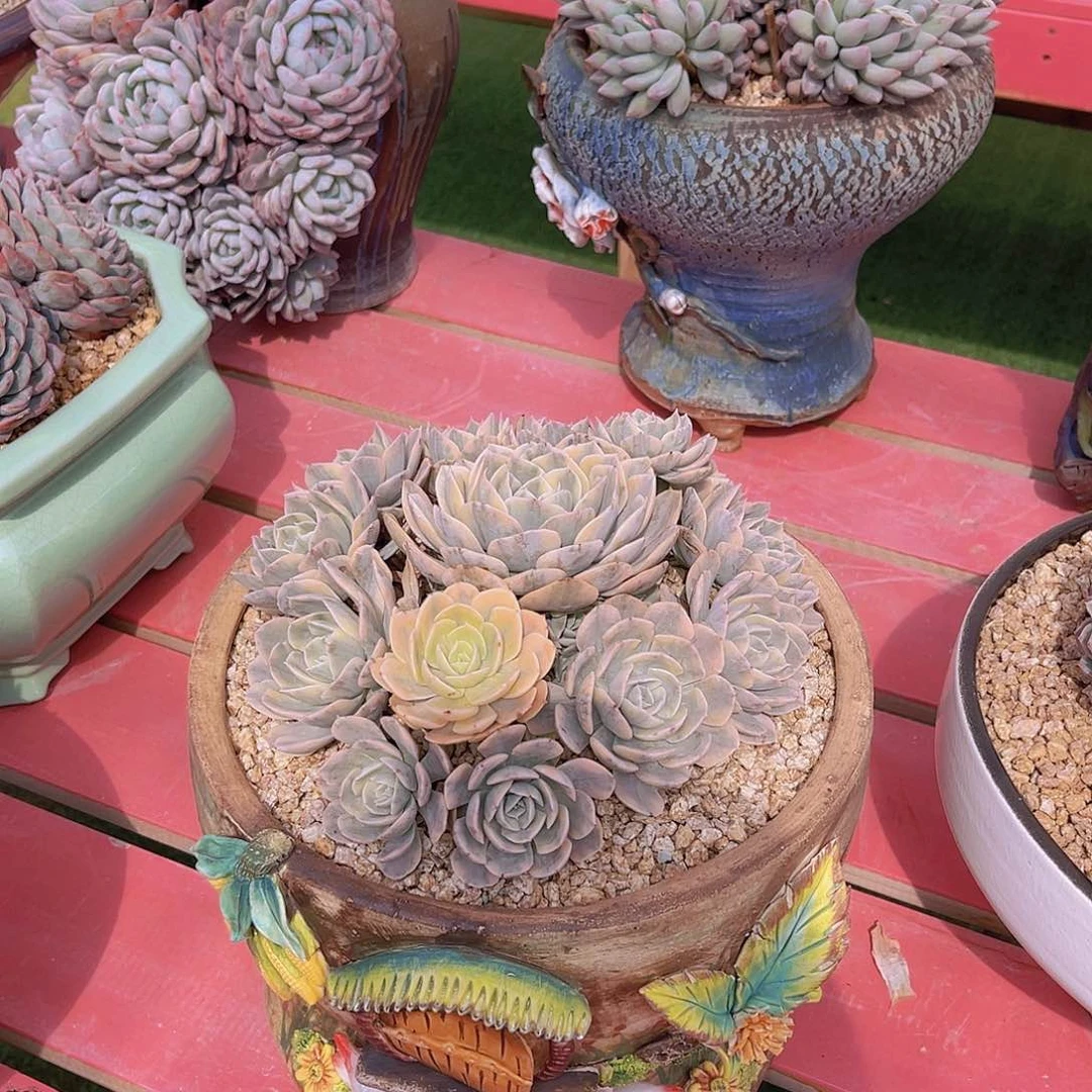 海*鲁士锦带盆燕姐