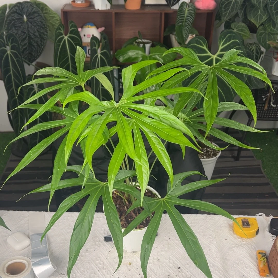 完全开放优选双头细叶掌裂