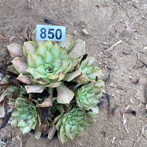 越***1韶华法师多肉植物850