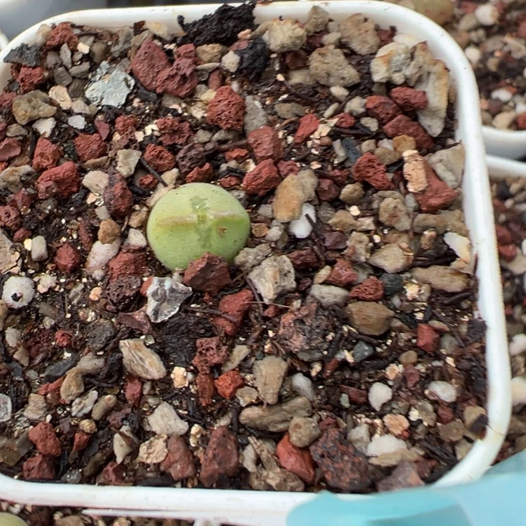 漆***鸭20-02肉锥多肉植物
